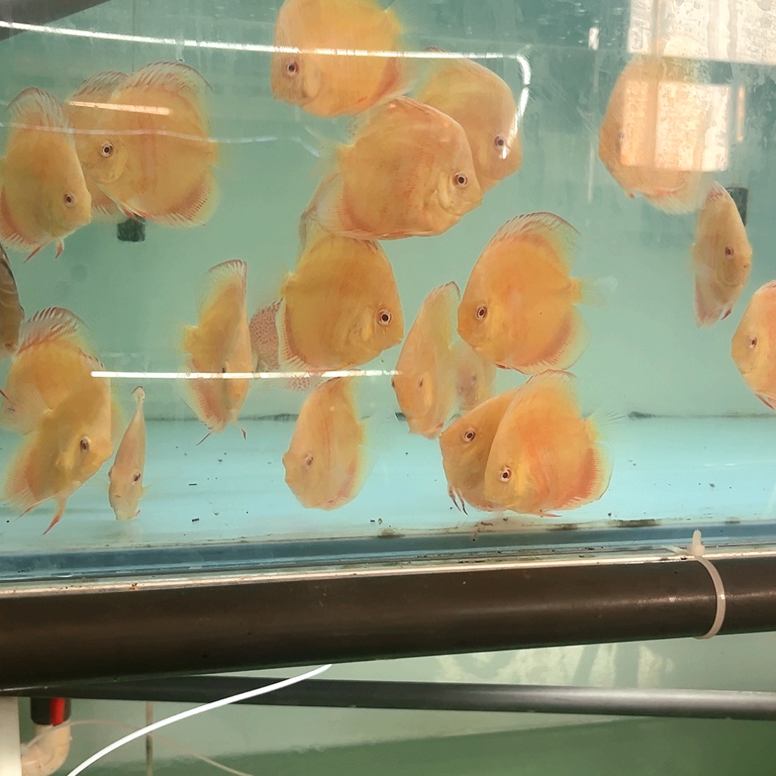 鱼****白化黄金4条6-7肉身