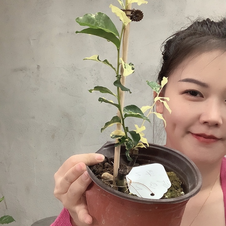 无花朵老**✍乙白嫁接苗160