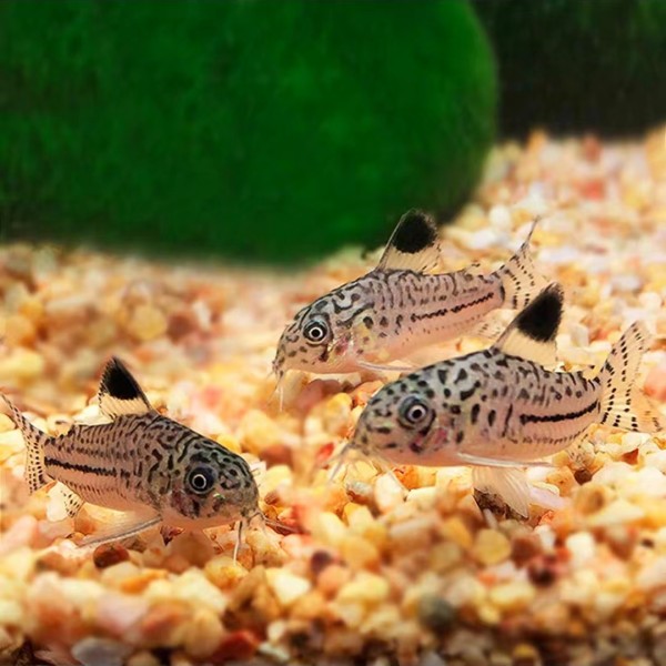 铭彩水族 茉莉豹鼠 鼠鱼 活体观赏鱼 热带鱼（单品5只包邮）