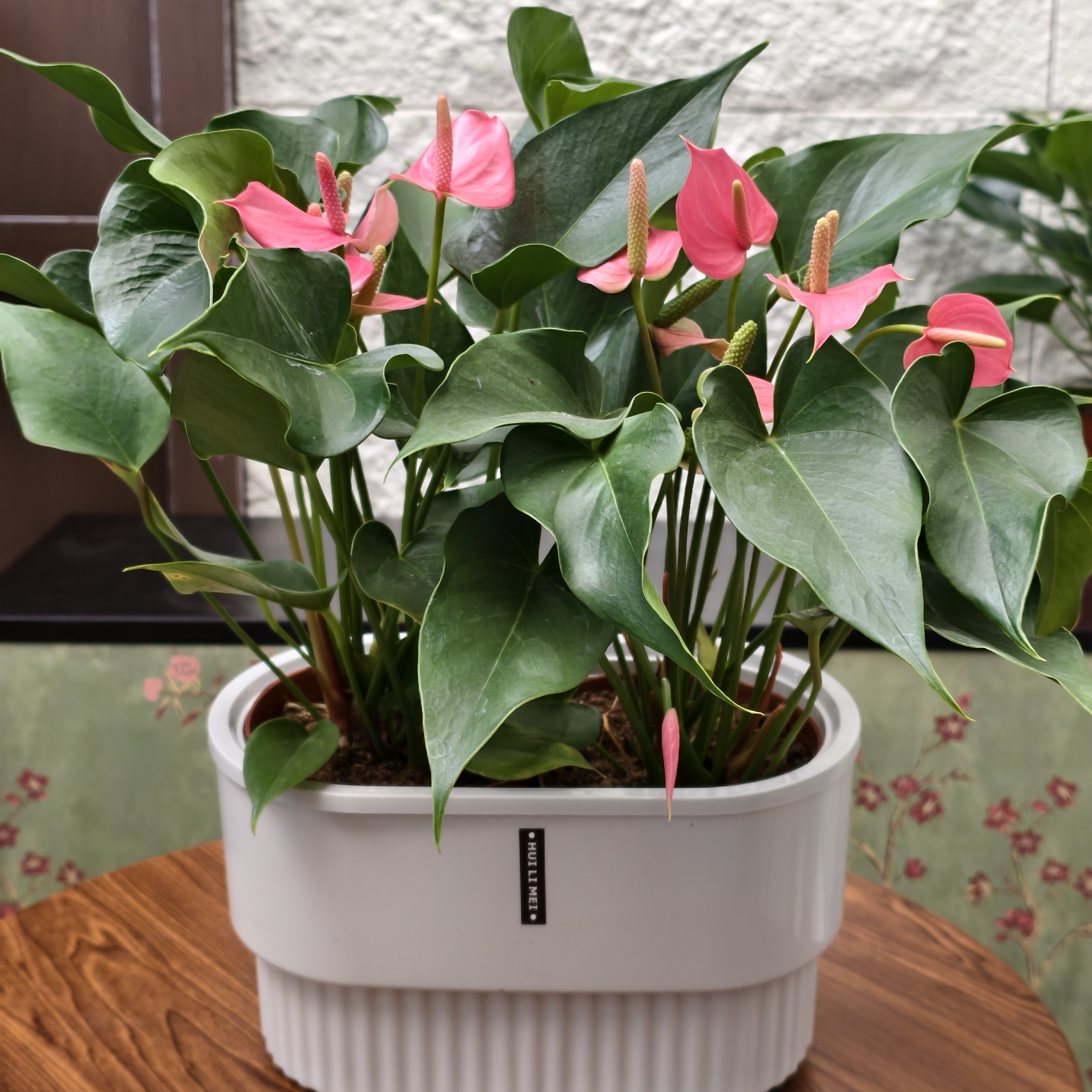 【10-14朵花】粉掌粉冠军水培带花发货盆栽植物室内客厅四季开花