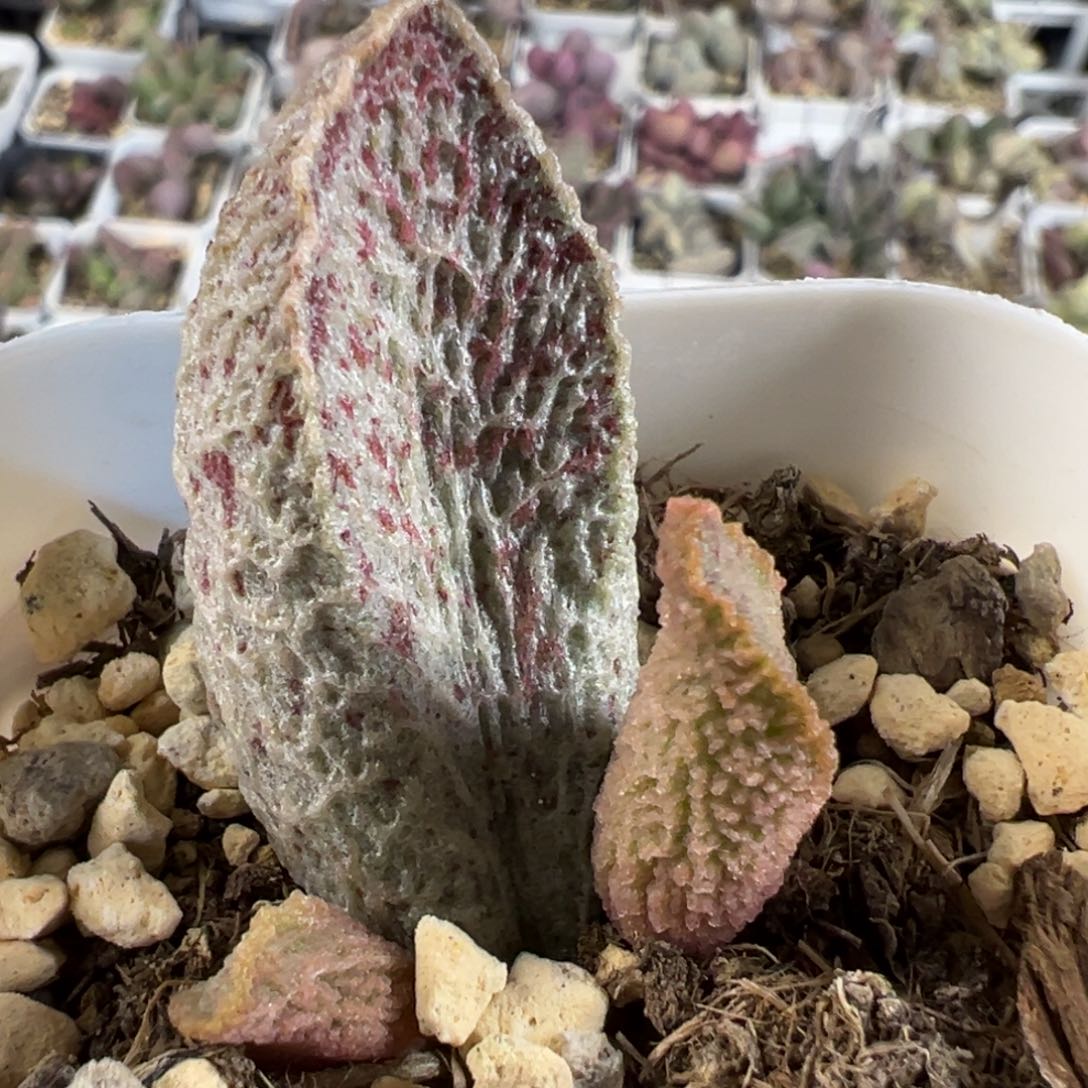 雪融姬大苗多肉植物水泡