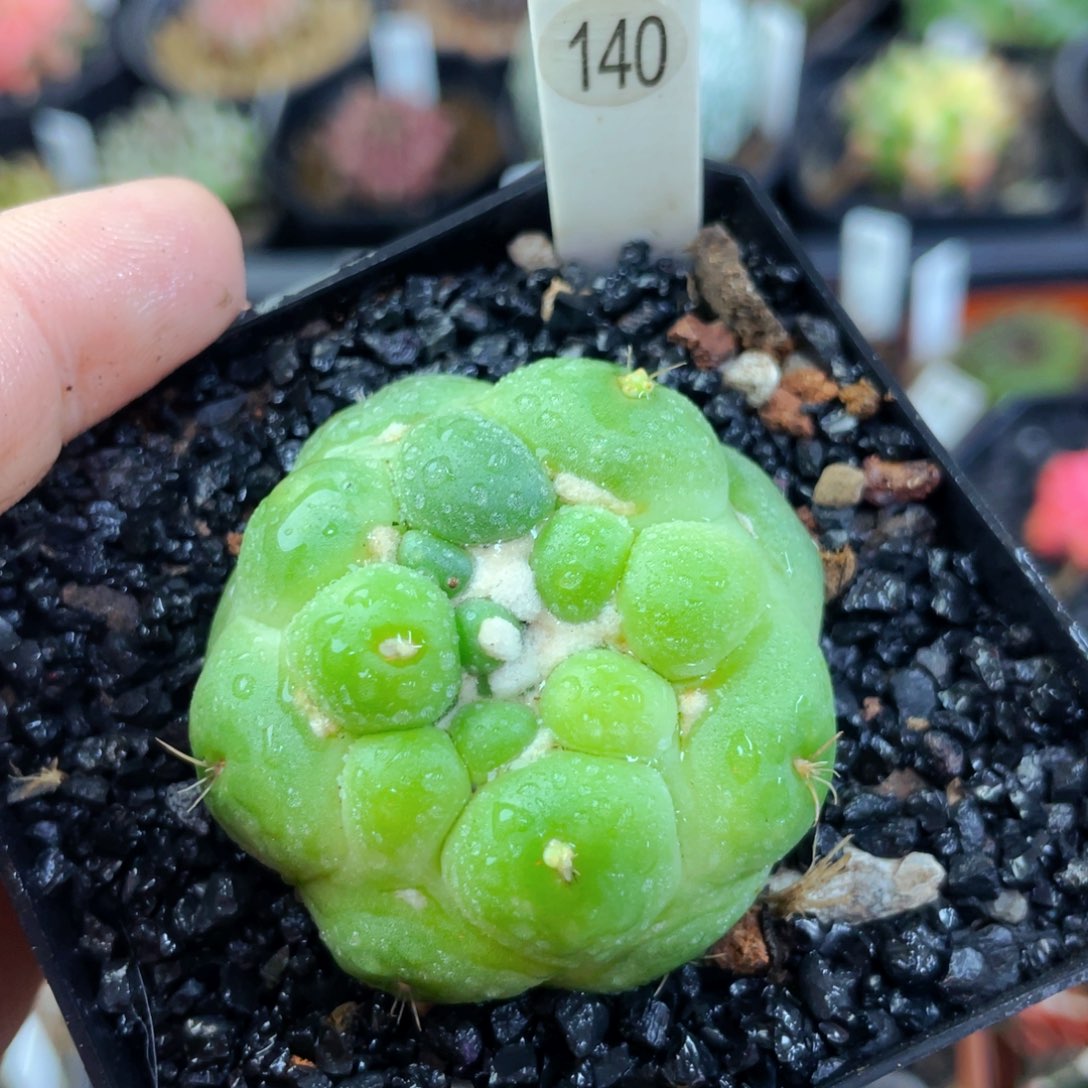 无刺象牙黄体盆5公分满25包邮裸根发货