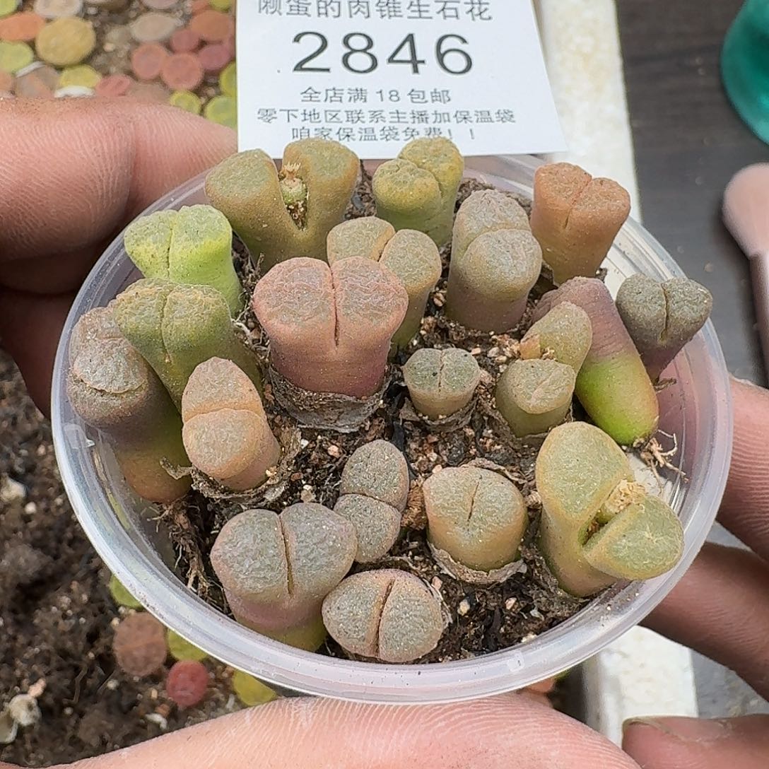 2846 哈哈哈哈哈哈哈哈