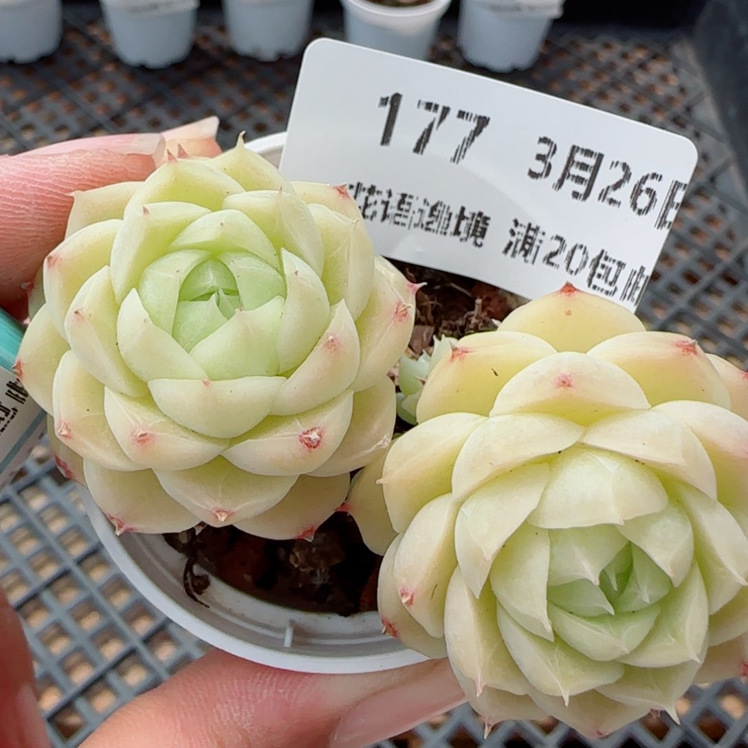 花语逸镜0326-177散