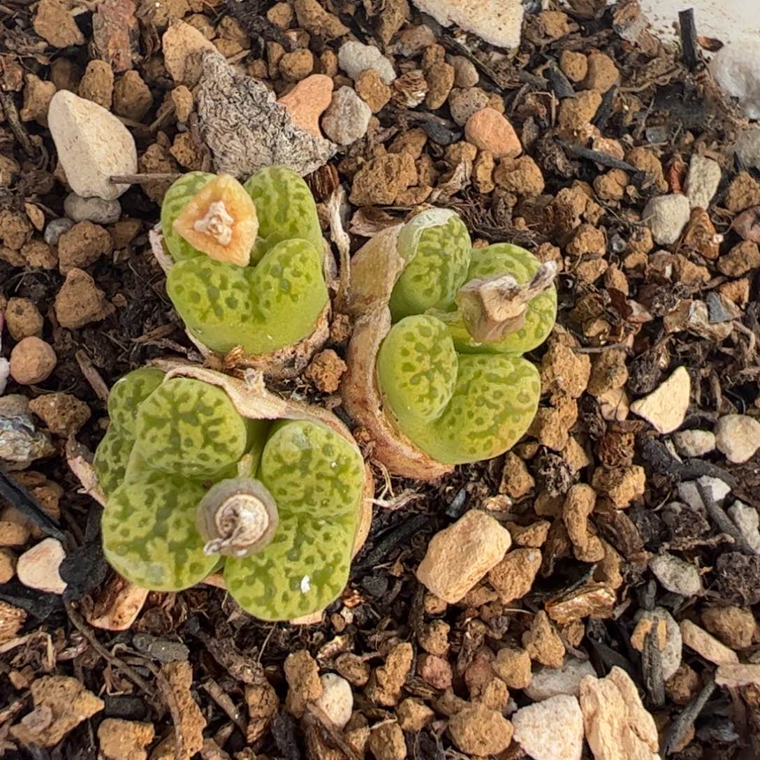 416多肉植物百科