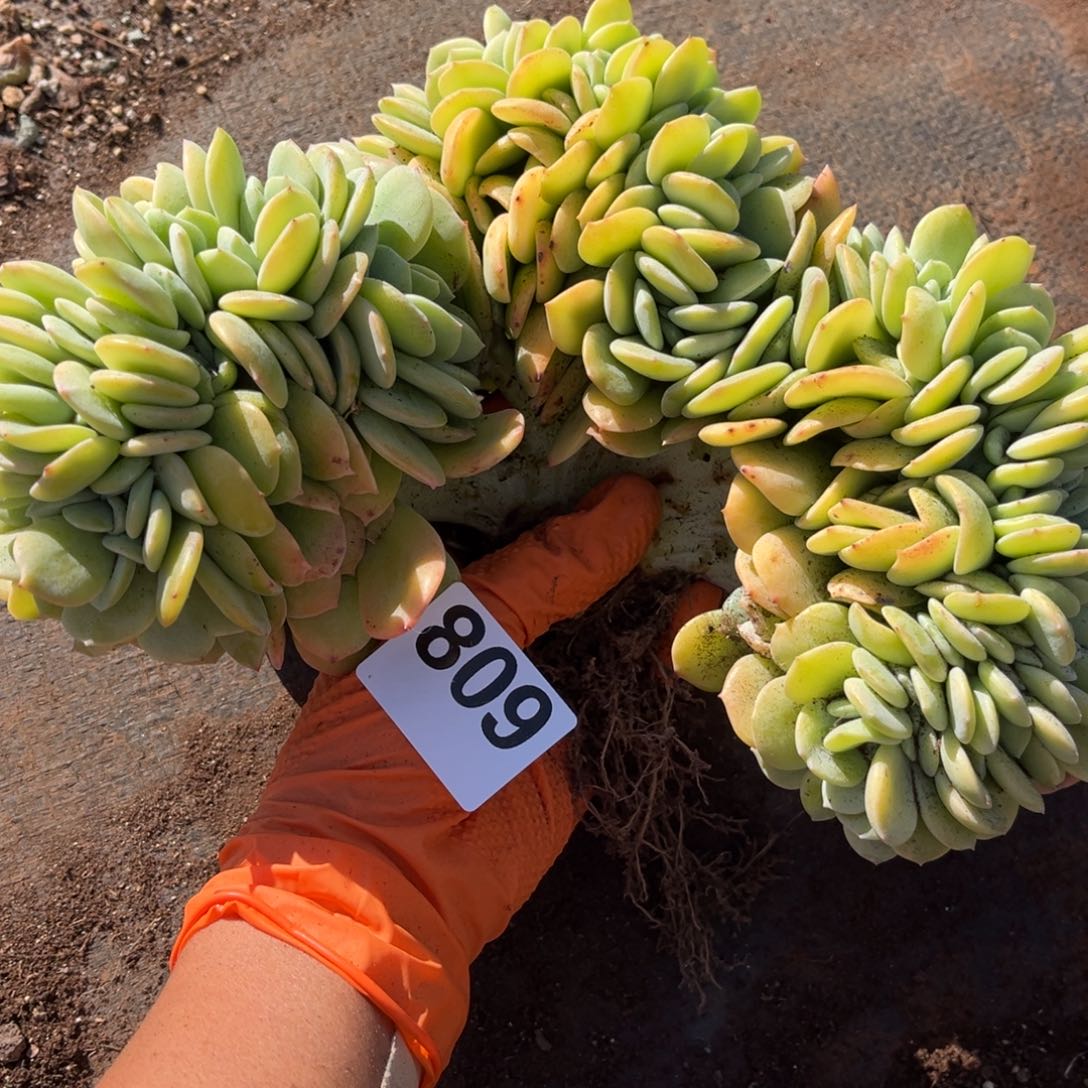 小***咩809号新疆西藏内蒙古不包邮