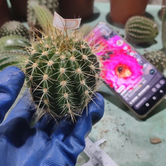 仙人球毛花柱落雁侧芽7公分