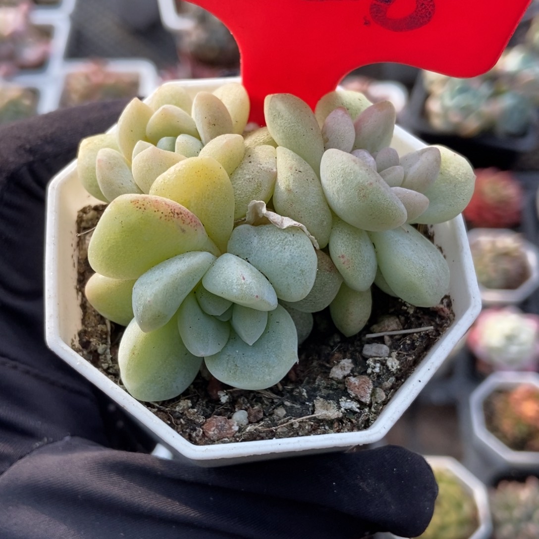 828冰玉石化多肉植物