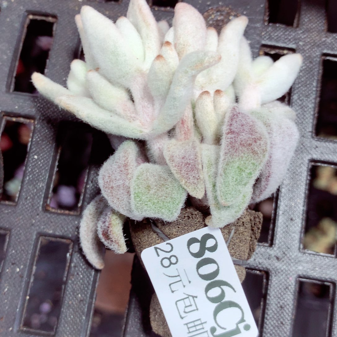 5厘米盆精控多肉806