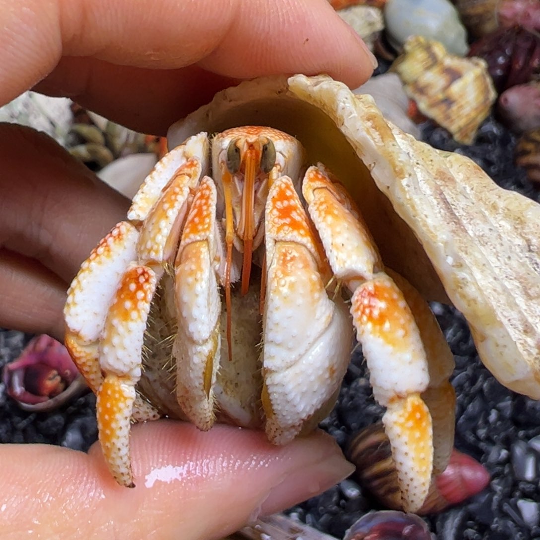 陆生寄居蟹70号拍品