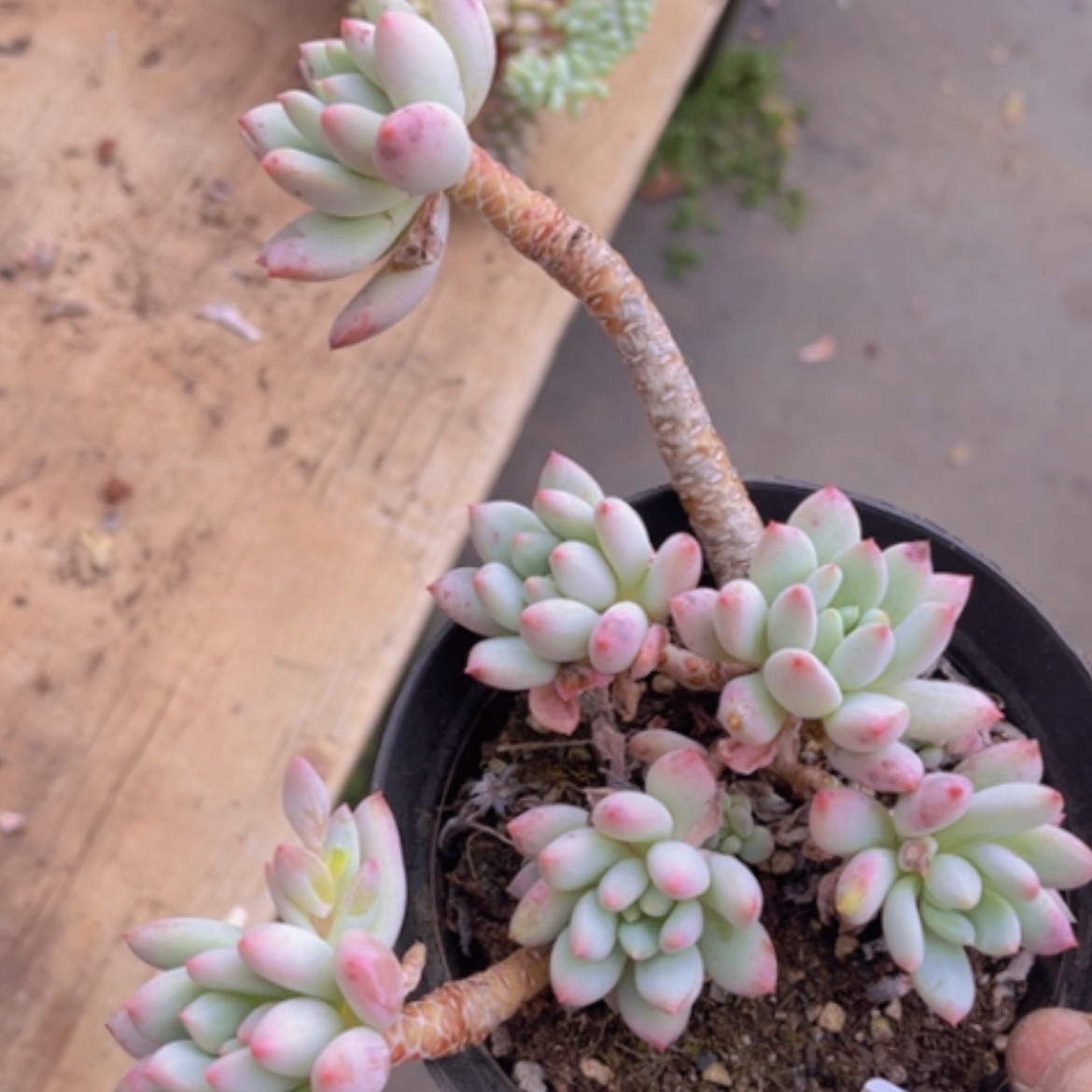 【闪购商品】明珠美人15147