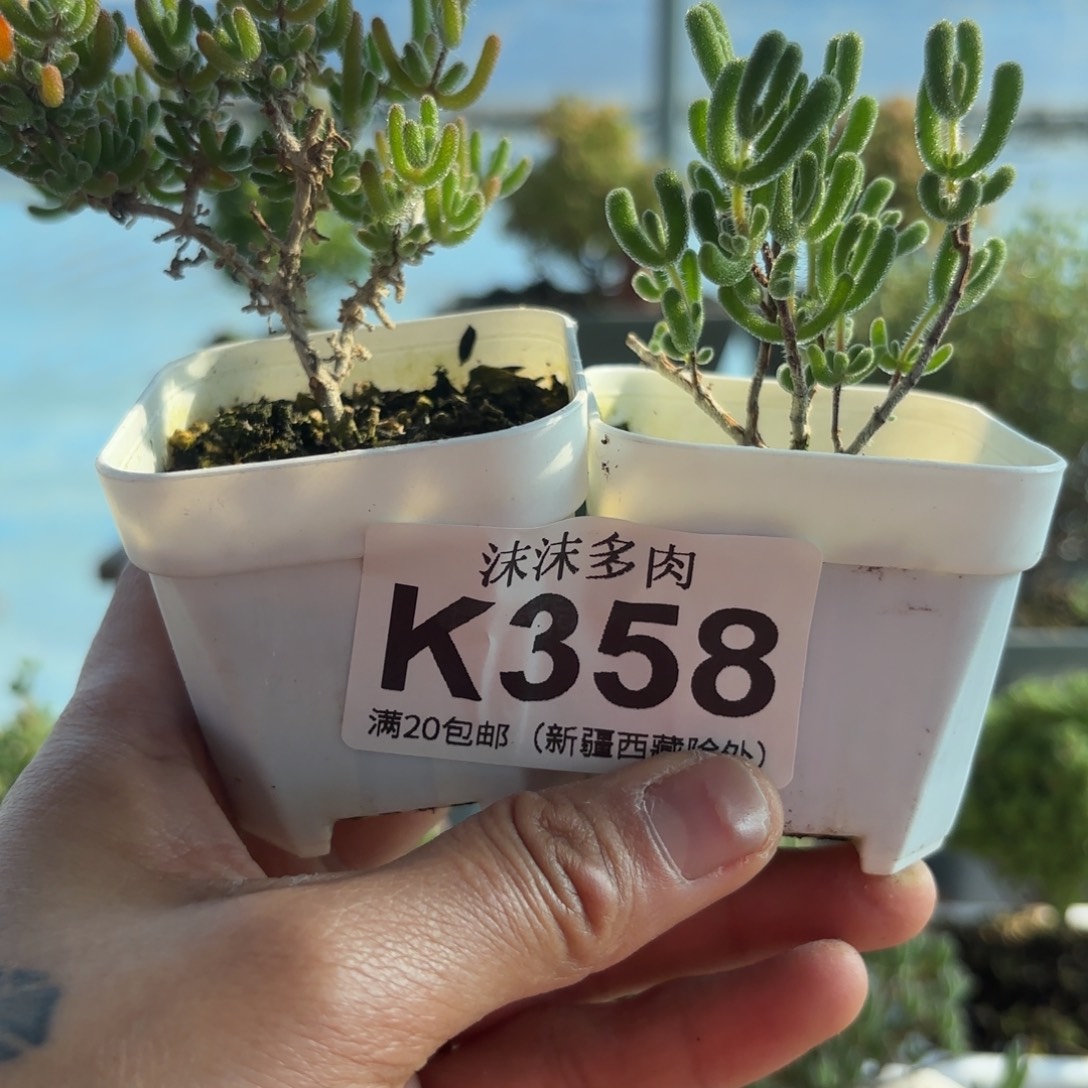 358冰川和小星星组合