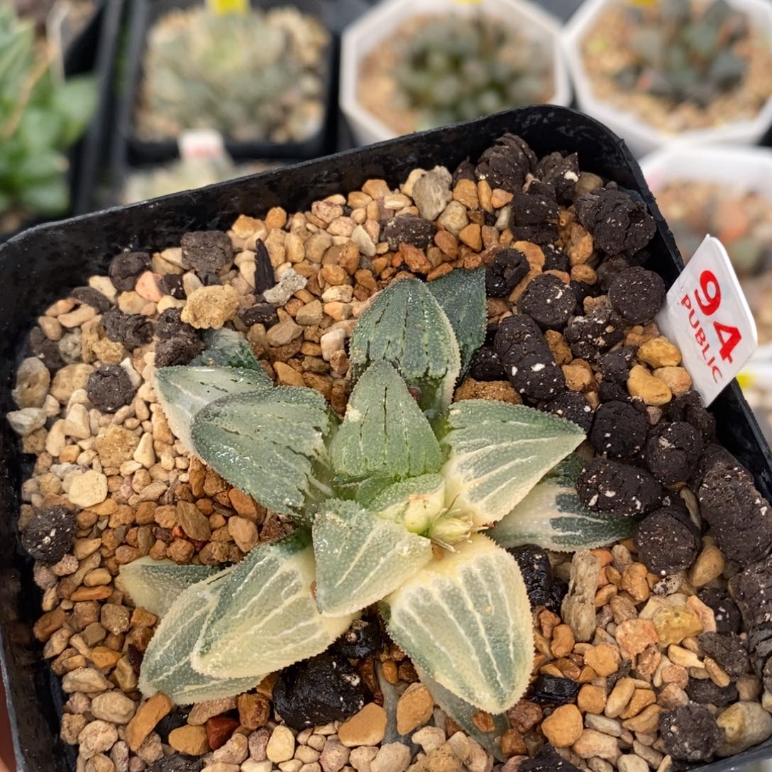 不开花植物94磨面