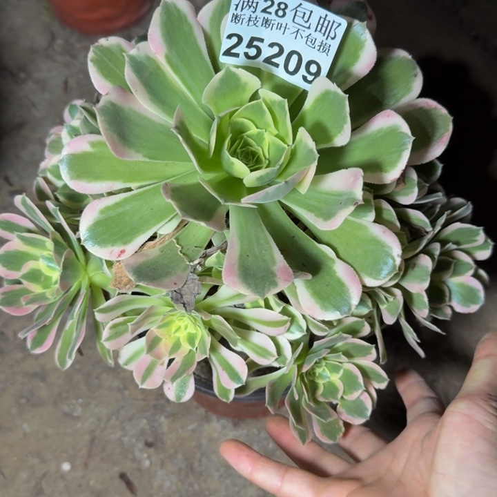25209白凤多肉植物