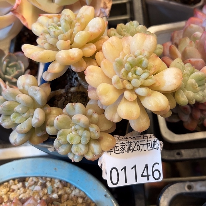 幸运的人会遇到你喜欢幸运