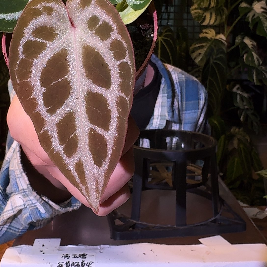 不开花植物V189银虎杂红水晶