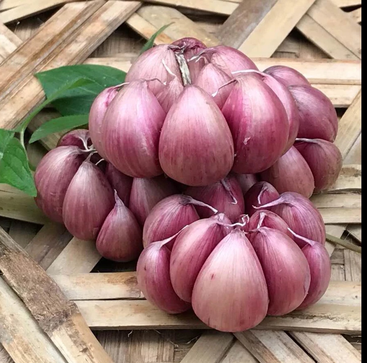 本地自己种植的紫皮大蒜