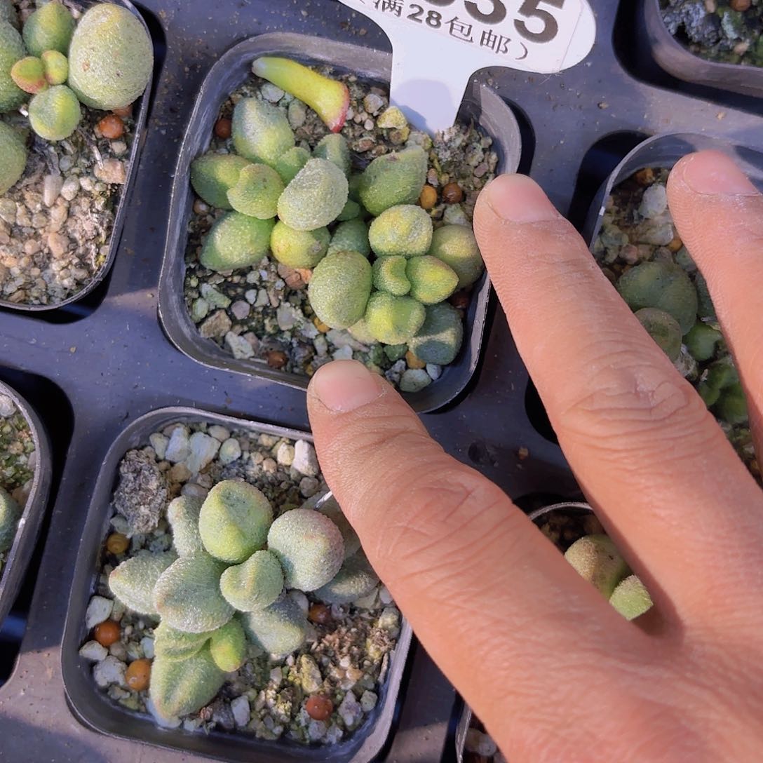 A535水泡一物一拍