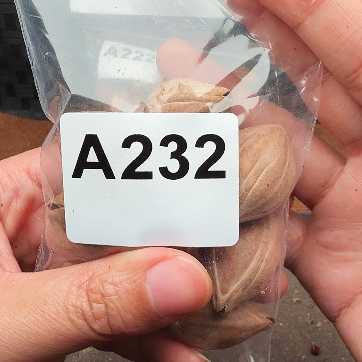 无***沅核桃手串/手链橄榄