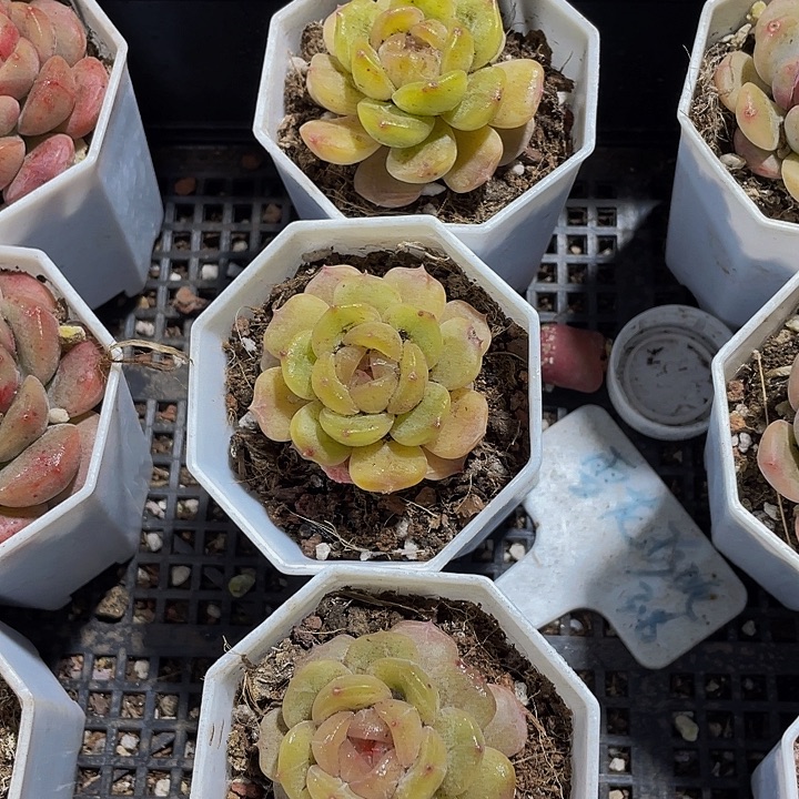 容景珍妮带盆土发