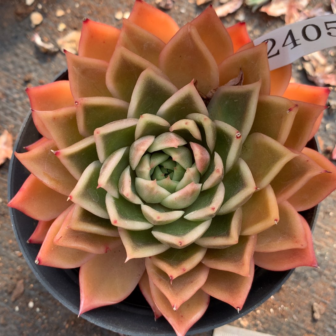 2405有叶伤介意不拍9厘米