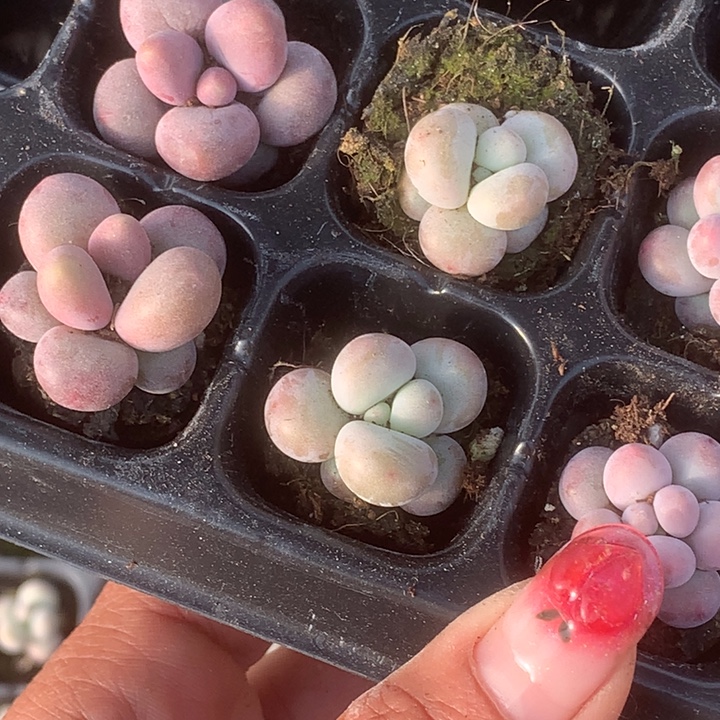 蛋黄5个。糖果5个。包邮