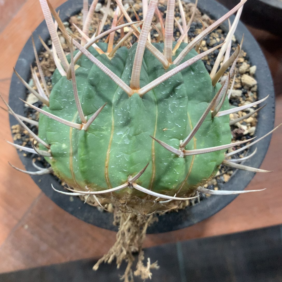我***上落地自根龙剑丸暂无花