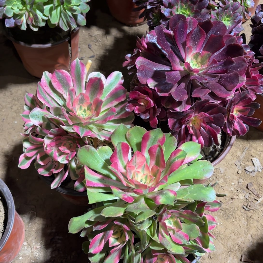 美杜莎粉女巫香妃19.8