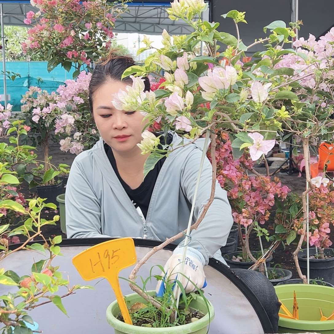 一***姐大部分花苞少量开放H95金边丽娜