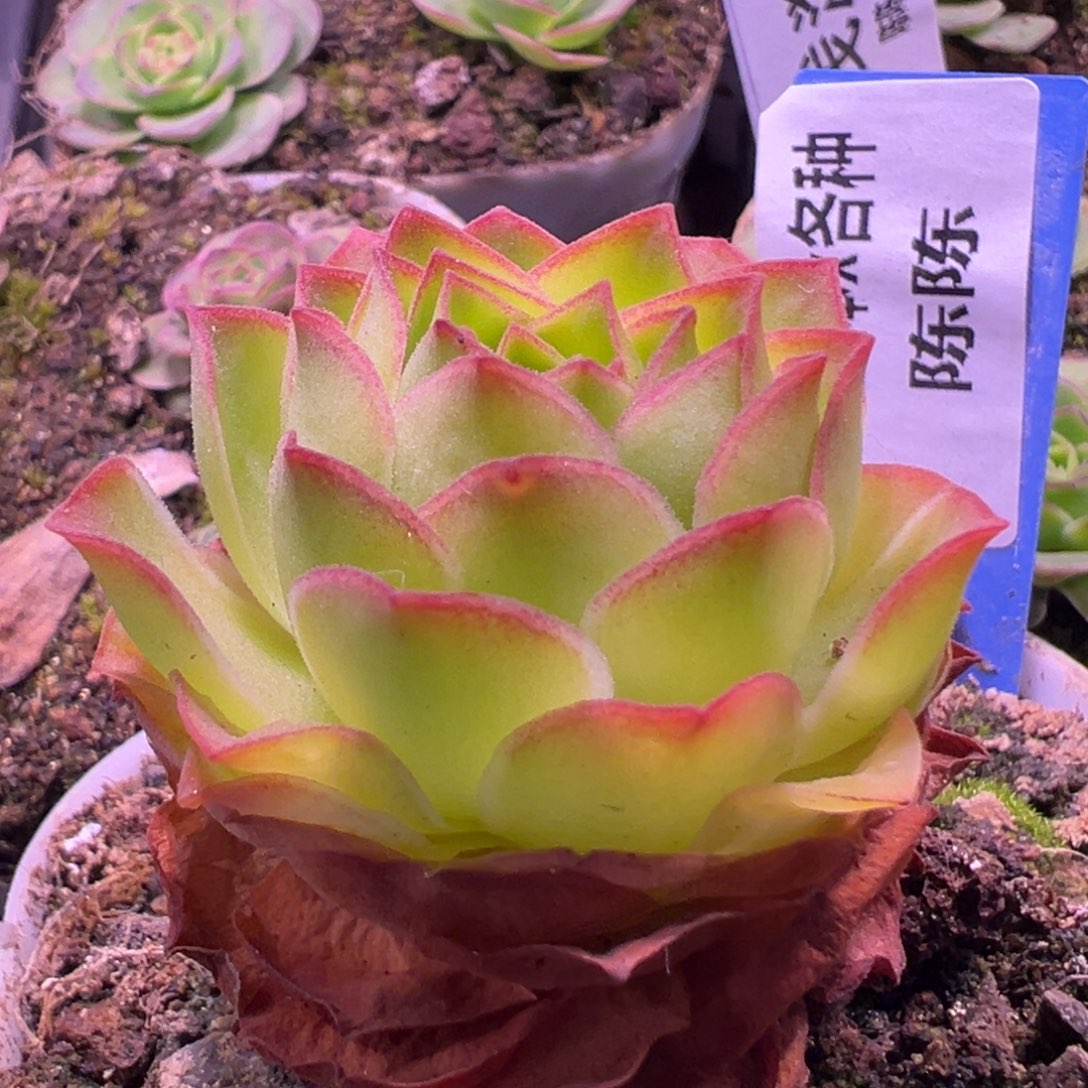 陈陈917黄金体x各种