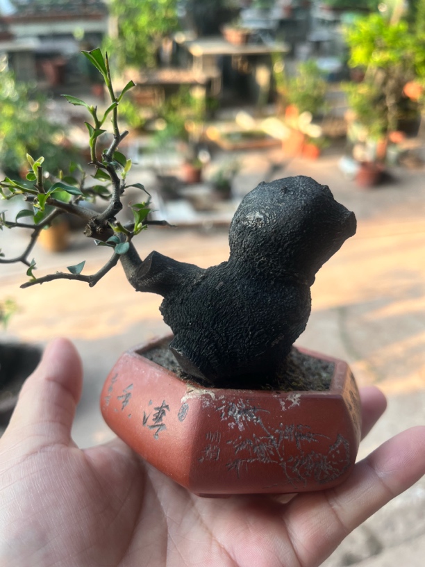 金弹子直播间一拍一付