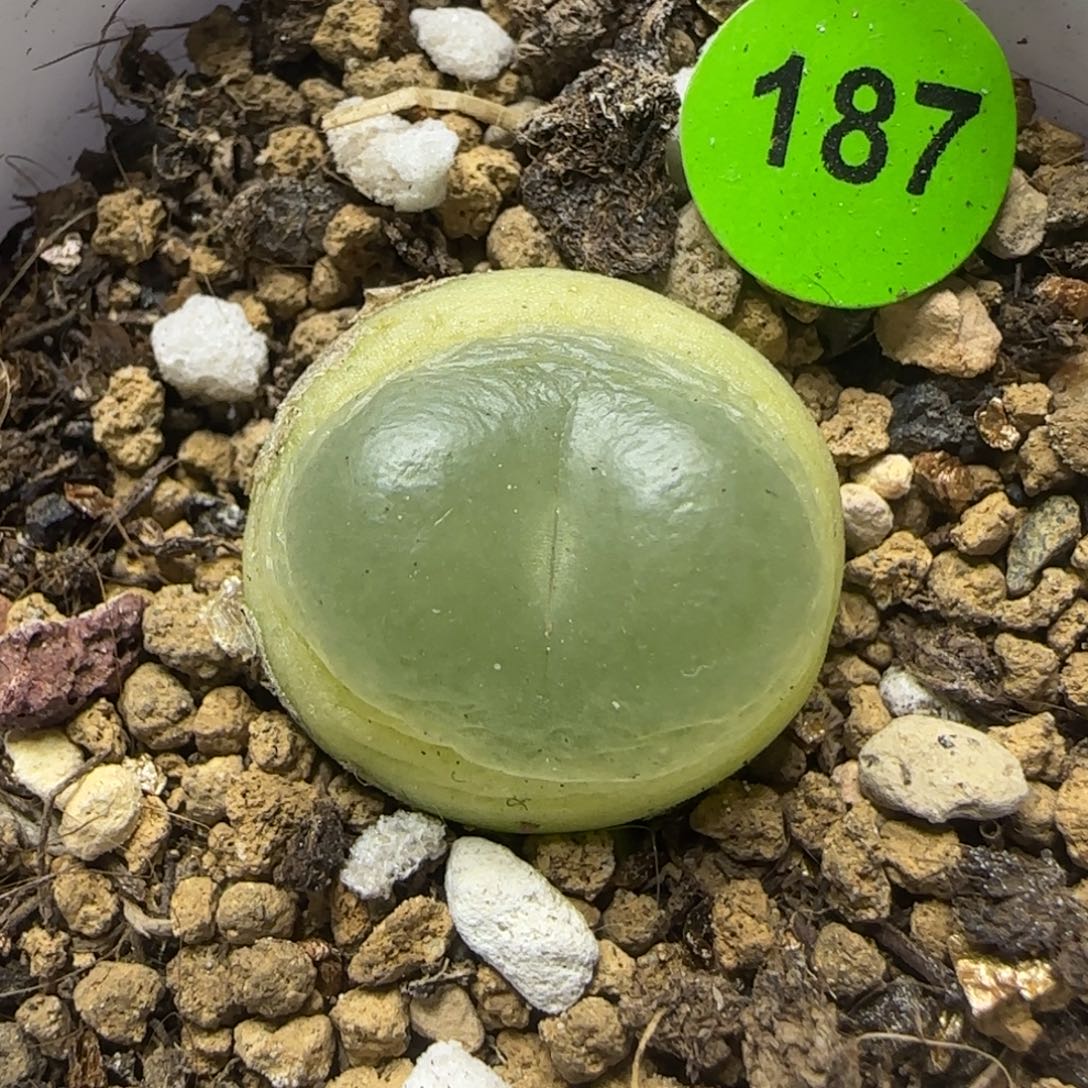 拉登1.8点多肉植物187