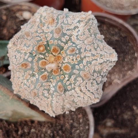 当前无花栽培后可以开花162仙人球