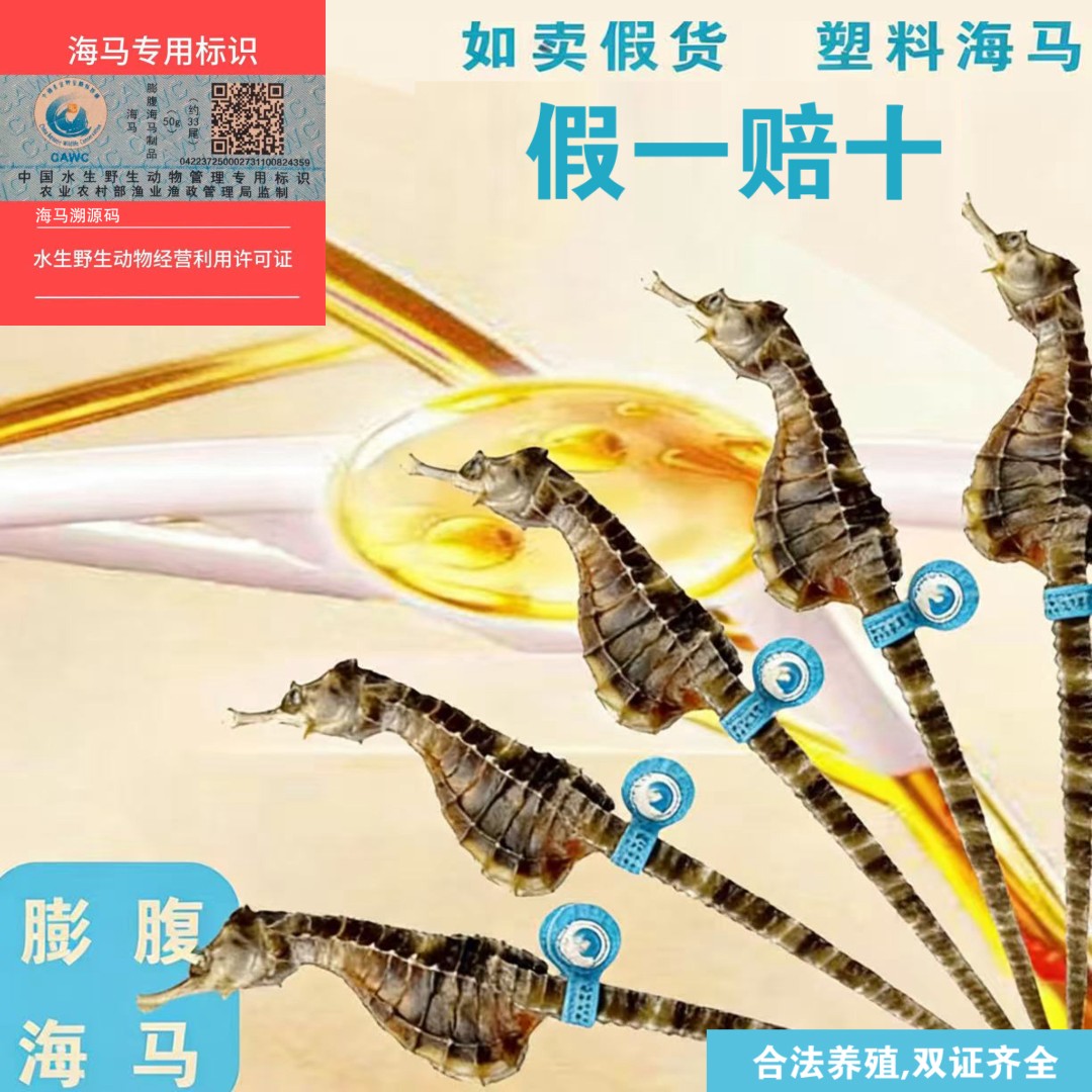1~2g/条 海马养殖地基源头厂家干货公母配对带溯源码适合煲汤泡酒