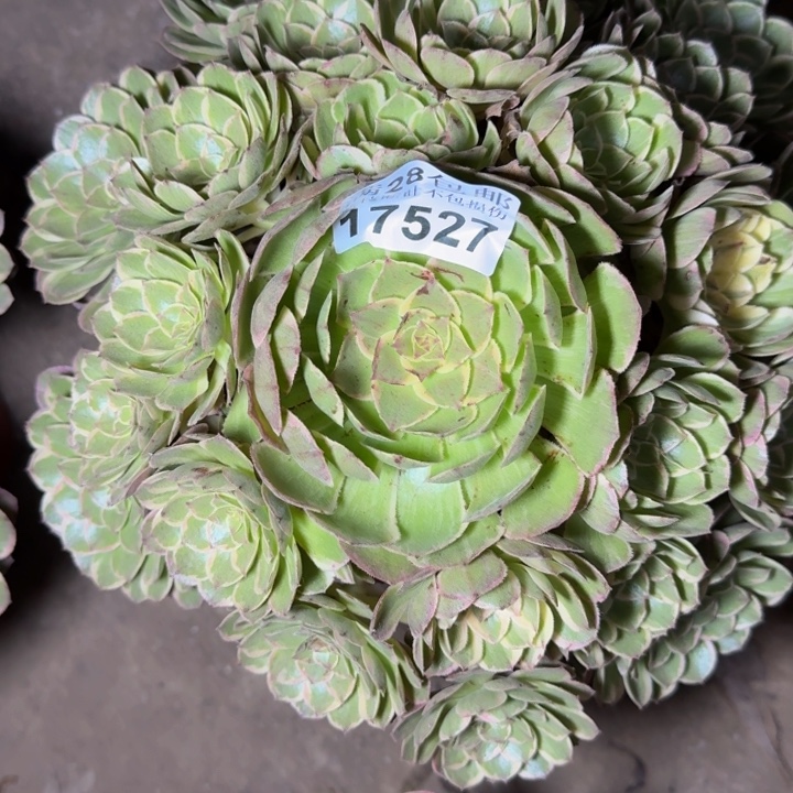 17527莲花座多肉植物