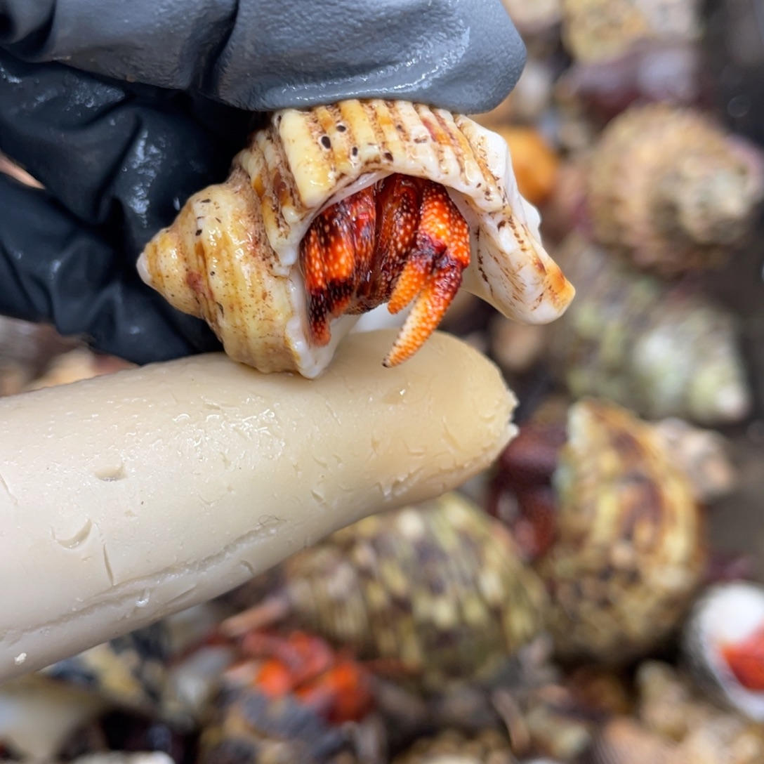 不退不换活体宠物127