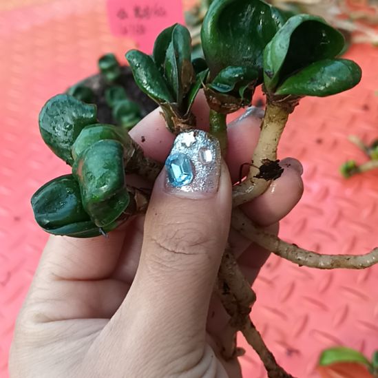 T****c特色花卉君子兰小苗