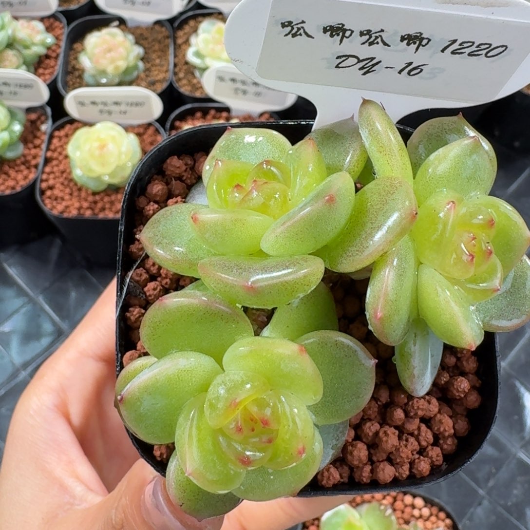 1220-16-青柳三头一颗多肉