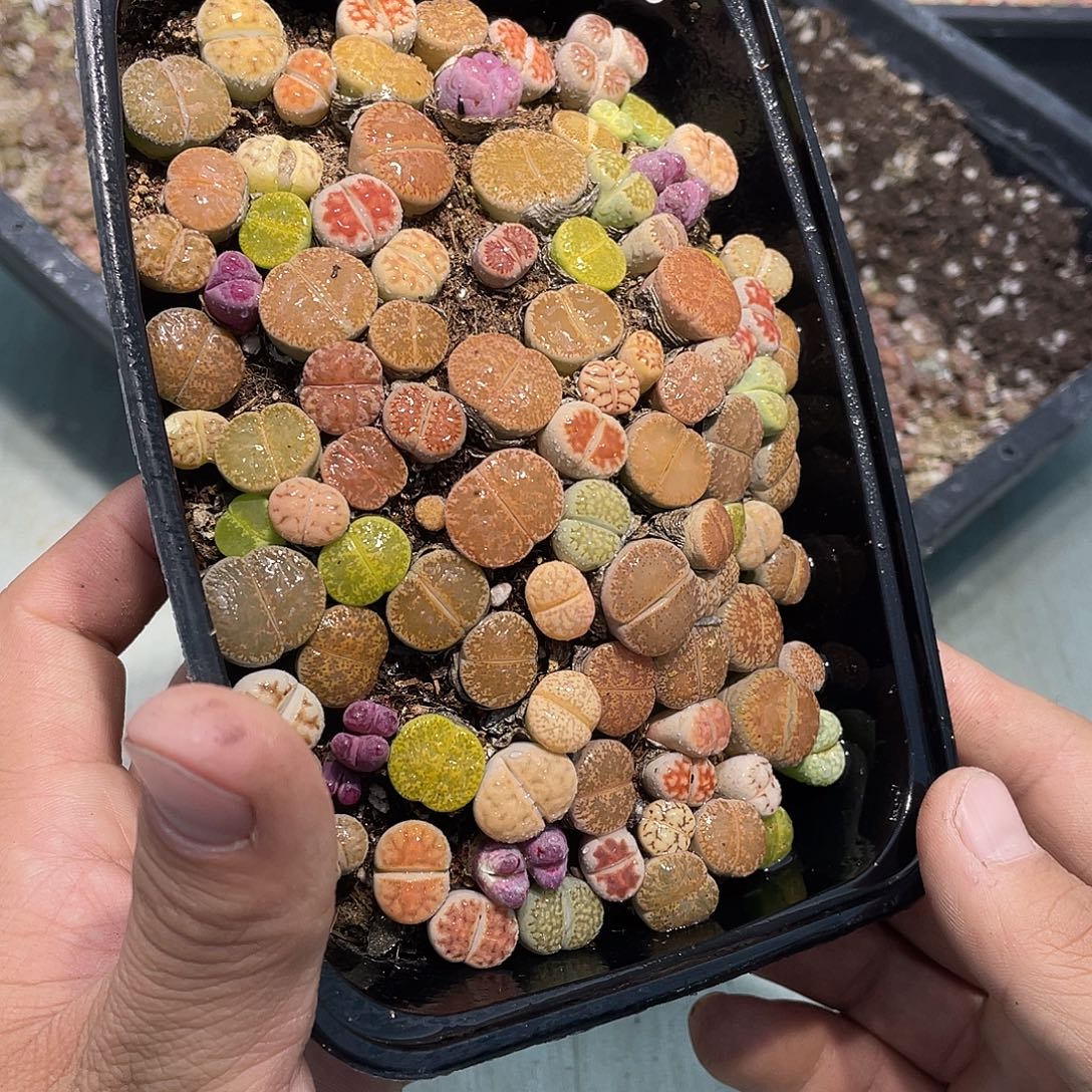 当天凑满十八元包邮生石花