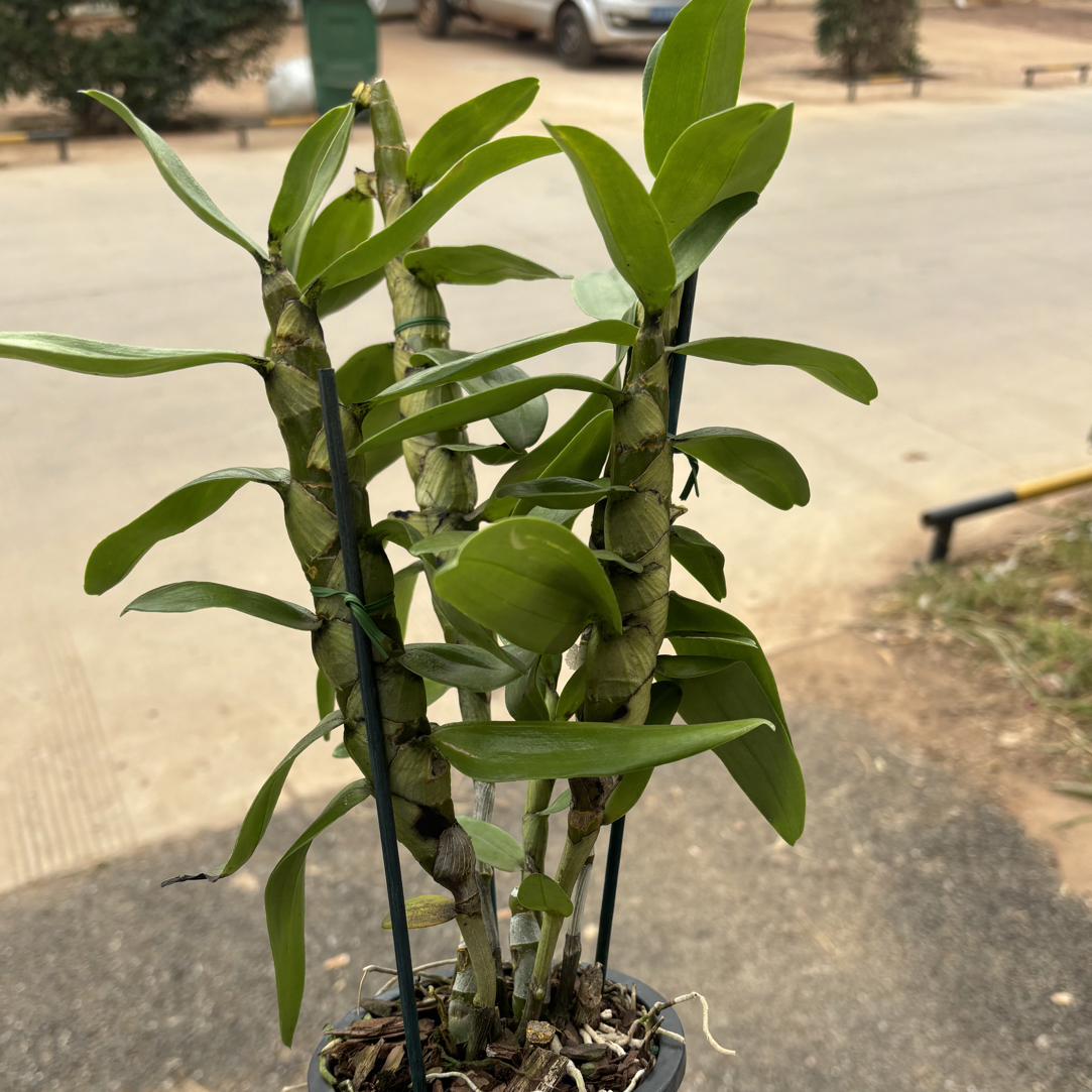 （蒙娜丽莎）春石斛 石斛好养花期长 云南鲜花绿植