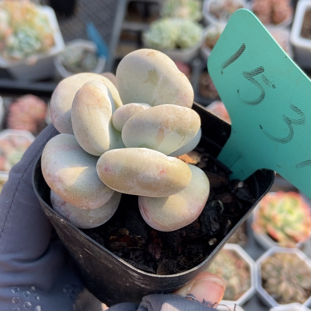 1537奶酪石化多肉植物保护