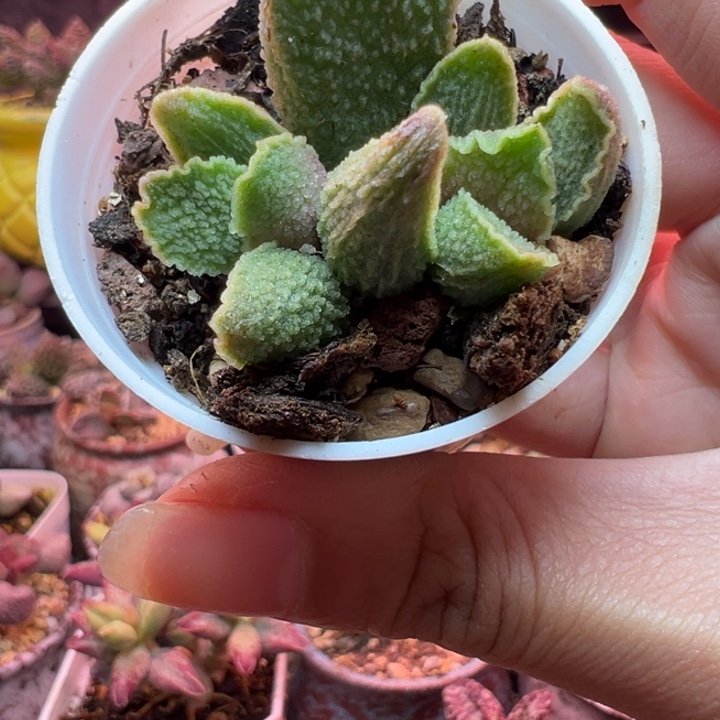       绿皮。      
