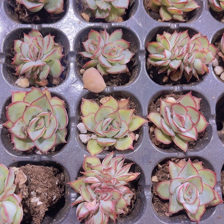 精品月光女神多肉植物