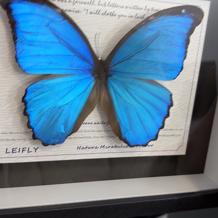 睡***局蝴蝶标本定制191@