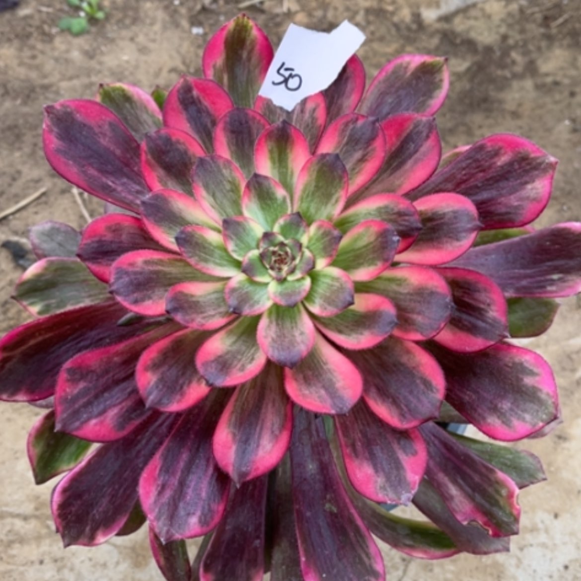 【闪购商品】50烟花多肉法师