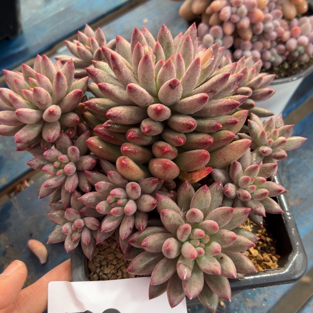 默***沉79、或者很喜欢好吃好吃