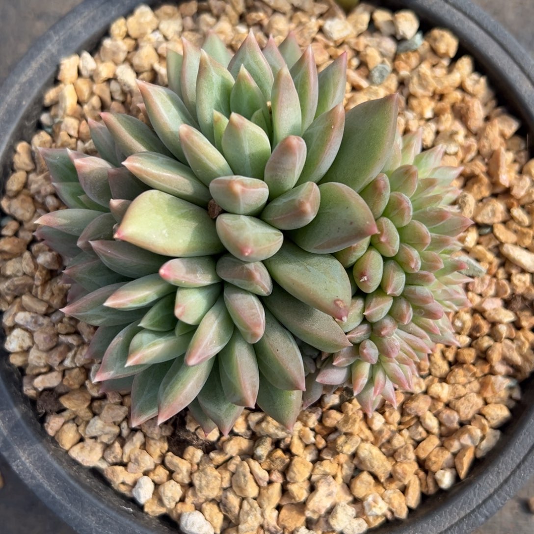 1026101 松露美人缀