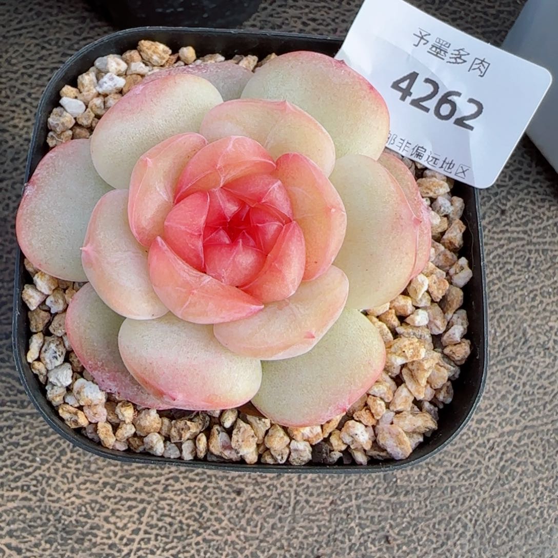 沉香珍妮，4262多肉植物