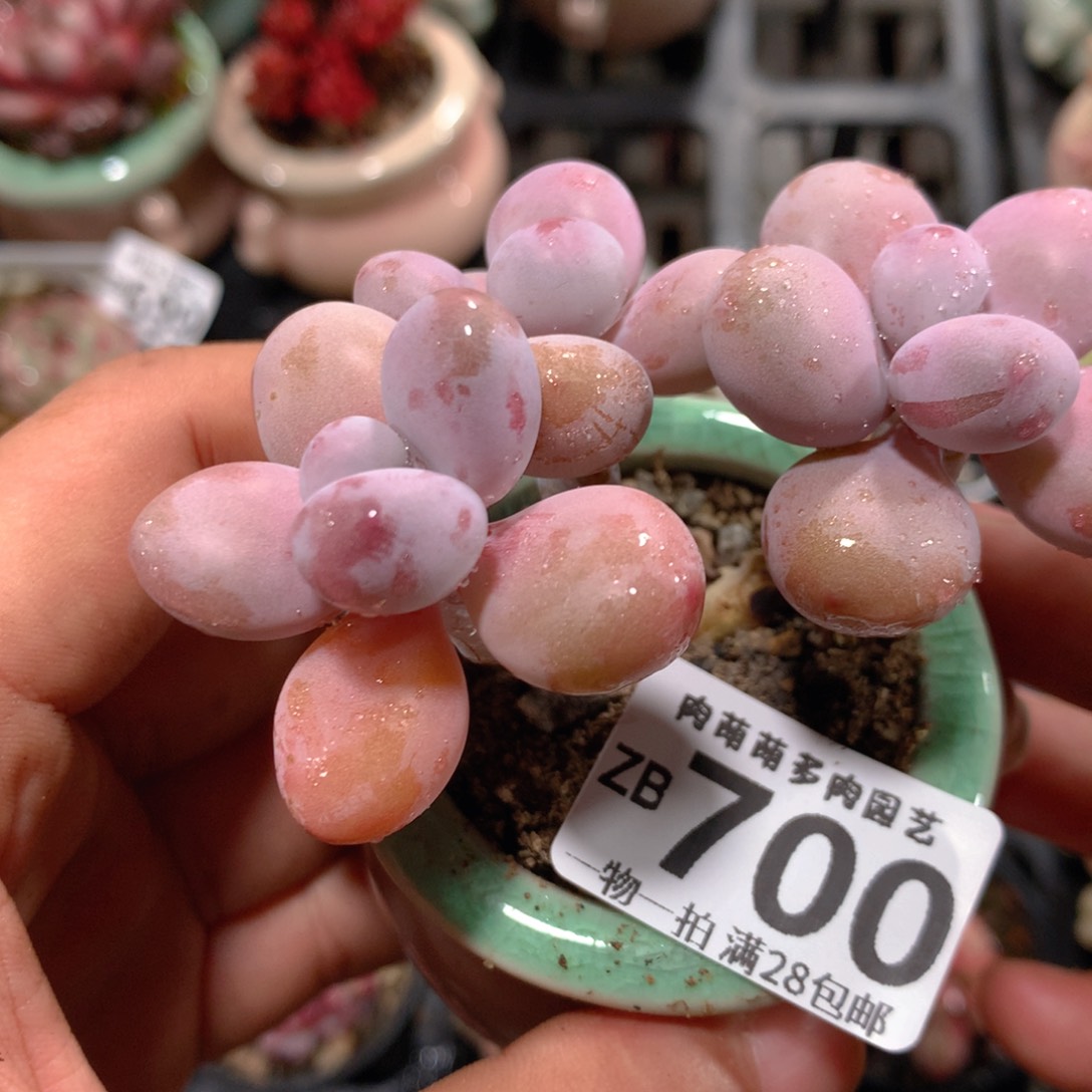 5CM拇指盆精控多肉ZB700