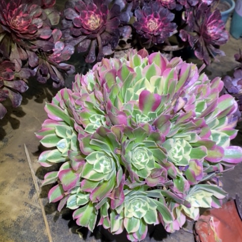 白凤多肉植物059